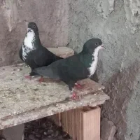 جفت سیاه رسمی رفسنجان|پرنده|رفسنجان, |دیوار