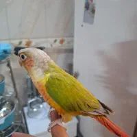 پرنده گمشده