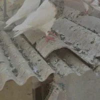 تعدادی طوقی نر و ماده وجوجه|پرنده|کرج, دولت‌آباد|دیوار