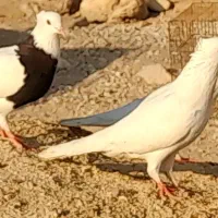 طوقی و سفید