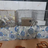 عروس هلندی|پرنده|سروآباد, |دیوار