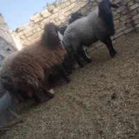 سه عدد بره نر فروشی|حیوانات مزرعه|کاشان, لتحر|دیوار