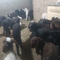 بره شیری بار جدید  موجود شد