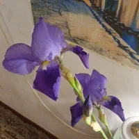 تعدادی گل زنبق