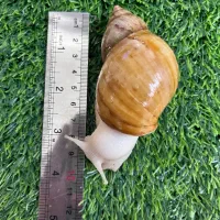 فروش حلزون طبی آچاتنیا مولد