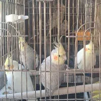 8عدد عروس هلندی