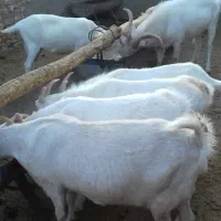 بزسانن|حیوانات مزرعه|مشهد, آبکوه|دیوار