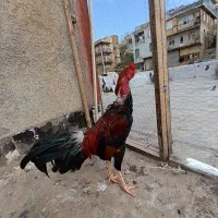 خروس  لار