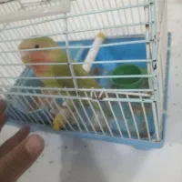 جوجه برزیلی رام|پرنده|کرمان, |دیوار