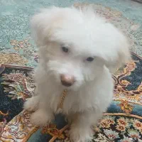 حیوان خانگی . سگ