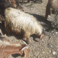 کهره، بز، باقیمت منصفانه،چپش|حیوانات مزرعه|یاسوج, |دیوار