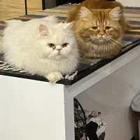 پرشین|گربه|زاهدان, |دیوار