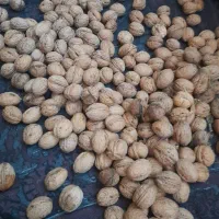 گردو سوزنی