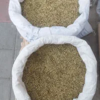 عدسی