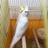 فروش ۲عدد عروس هلندی نر بالغ و مست|پرنده|بندر انزلی, آخرخط|دیوار