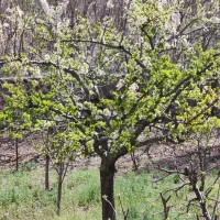 فروش باغ ویلا در هرانده فیروز کوه|فروش خانه و ویلا|فیروزکوه, |دیوار