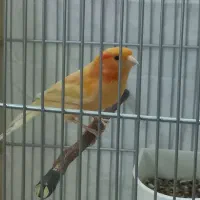 سهره و قناری