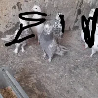 کبوتر|پرنده|قم, سید معصوم|دیوار