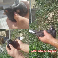 کبوتر|پرنده|اردکان, |دیوار