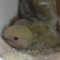 جوجه کوتوله سرلاکی