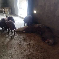 بره نر کشتار رایگان
