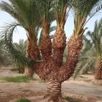 درخت گراز هستم