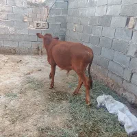گوسال نر