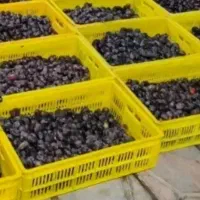 خریدار خرما درجه ۲ بابالاترین قیمت
