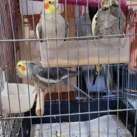 فروش یک جفت عروس هلندی مولد و ۲تا جوجه نر ۸ ماهه|پرنده|فردیس, شهرک هفده شهریور|دیوار