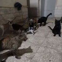 واگذاری گربه رایگان