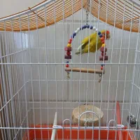 پرنده فروشی