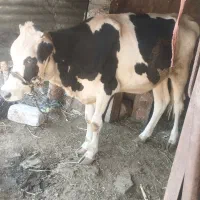 گوساله ماده هلشتاین شیری