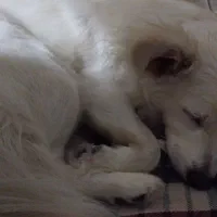 سگ خانگی|سگ|شیراز, زرهی|دیوار