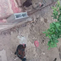 جوجه خروس و مرغابی