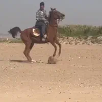 مادیون جفت زن