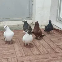 کفتر پرشی|پرنده|جوین, |دیوار