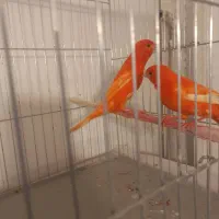 یک جفت قناری رد فاکتور سرخ اورجینال|پرنده|هشتگرد, فاز ۷ مهستان|دیوار