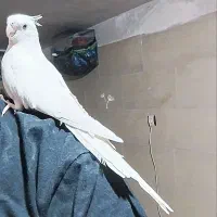 عروس هلندی البینو لوتینو|پرنده|کرج, حصارک پایین|دیوار