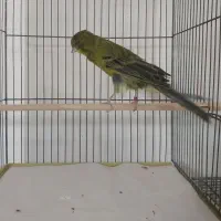 قناری رسمی بلند خونگی|پرنده|یزد, |دیوار