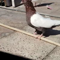 سینه ای سینه دم قرمز