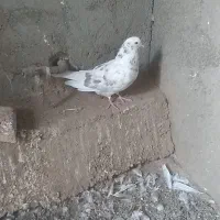 کفتر پرشی|پرنده|ماکو, |دیوار