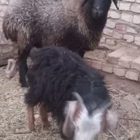 میش|حیوانات مزرعه|فردوس (خراسان), |دیوار