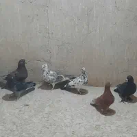 کبوتر پرشی یاهو|پرنده|قم, خاکفرج|دیوار