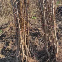 فروش انواع نهال درخت با ضمانت ارسال به تمام کشور|خدمات باغبانی و درختکاری|علیآباد کتول, |دیوار