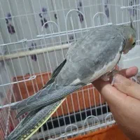 طوطی عروس اهلی|پرنده|تبریز, |دیوار