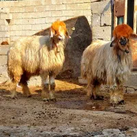 ۲۴راس میش بختیاری|حیوانات مزرعه|شوشتر, |دیوار