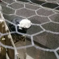 4عدد مرغ تخم کن سالم