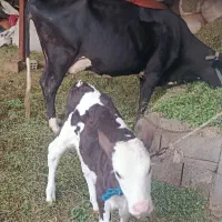 گاو|حیوانات مزرعه|جیرفت, |دیوار