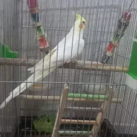 فروش عروس هلندی|پرنده|صدرا-فارس, فاز ۲|دیوار