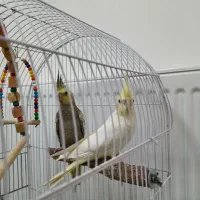 فروش عروس هلندی|پرنده|یاسوج, |دیوار